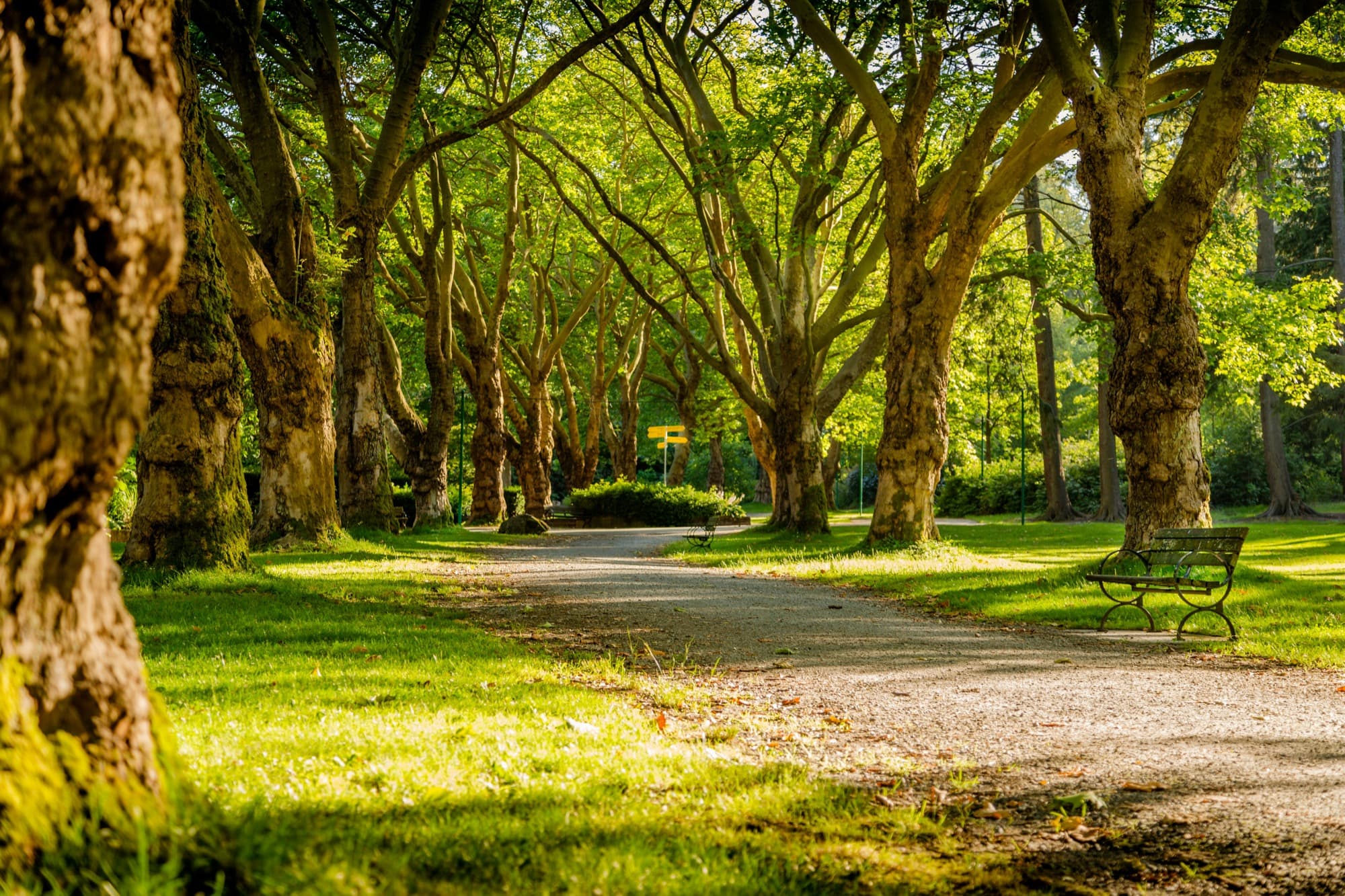 people resting on benches in a lush urban park